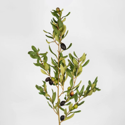 Olive Leaf Branch